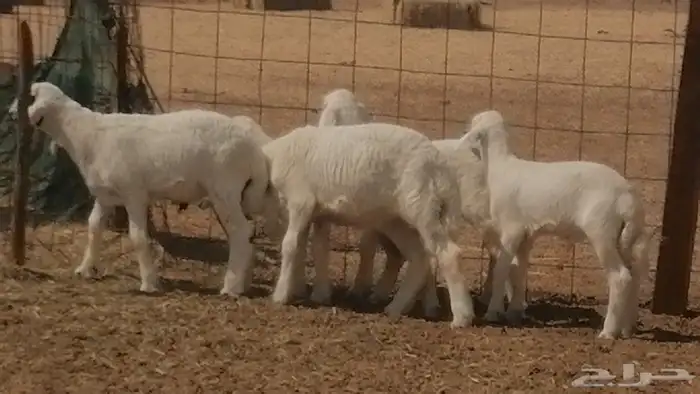 غنم حرية خلفات جروم طيبة بهمها جواهر 5 معها 5 4