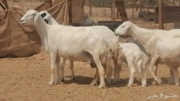 غنم حرية خلفات جروم طيبة بهمها جواهر 5 معها 5 21