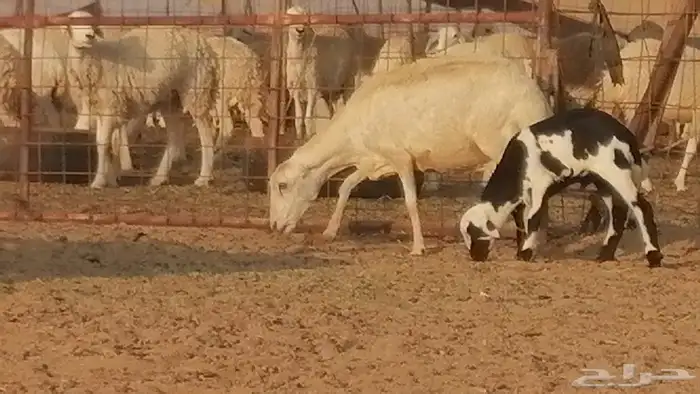 غنم رفيدية ميدية خلفات جروم جبرة 2 ضان رفد 14