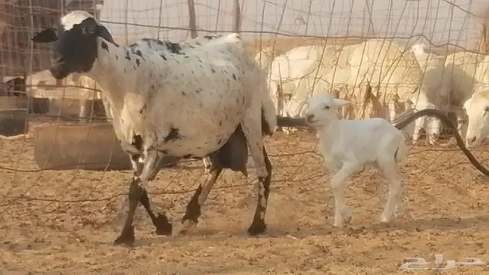 غنم رفيدية ميدية خلفات جروم جبرة 2 ضان رفد 8