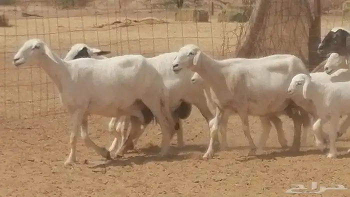 غنم حرية خلفات جروم طيبة بهمها جواهر 5 معها 5 8