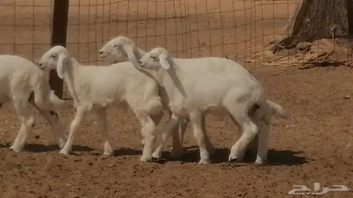 غنم حرية خلفات جروم طيبة بهمها جواهر 5 معها 5 36