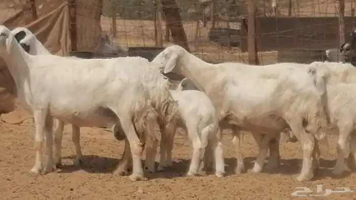 غنم حرية خلفات جروم طيبة بهمها جواهر 5 معها 5 12