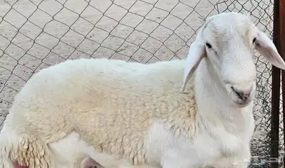 فحل حري كفو index