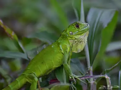 فروخ الاغوانا الخضراء index