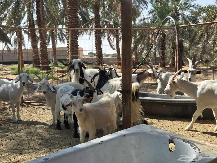 ماعز مشكلة عدد 14 5