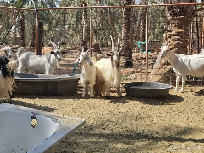 ماعز مشكلة عدد 14 4