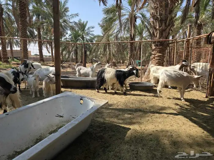 ماعز مشكلة عدد 14 2