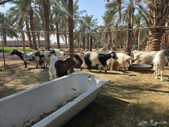 ماعز مشكلة عدد 14 1