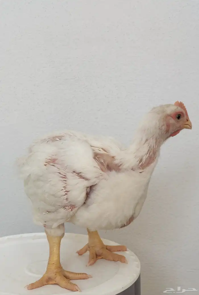 دجاج لاحم مشاريع 0