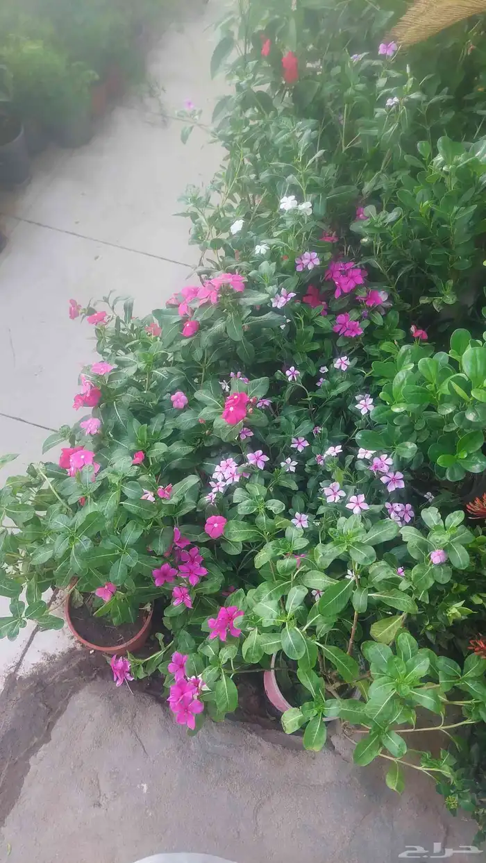 الشجار جهنميات. جميع الاشجار متوفره. 7