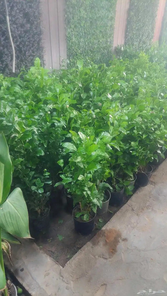 الشجار جهنميات. جميع الاشجار متوفره. 6