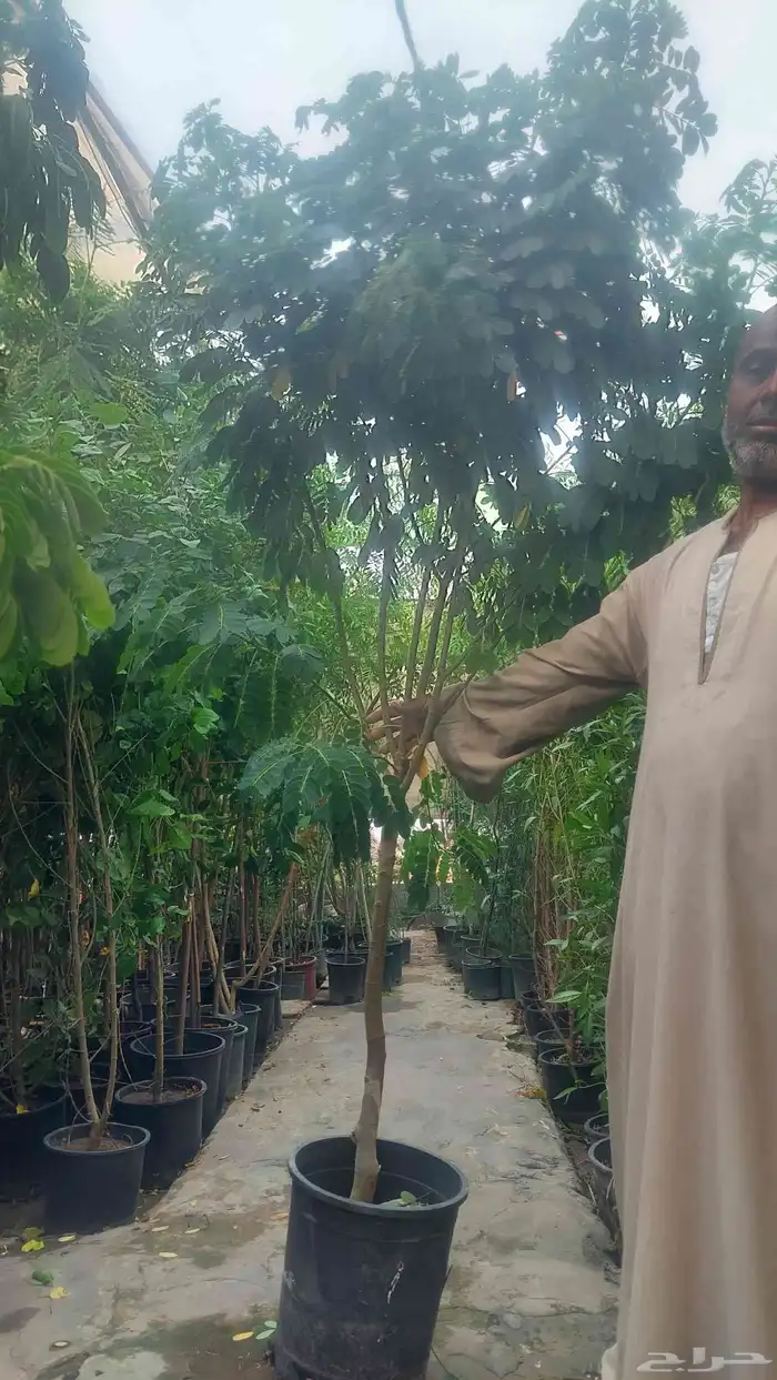 الشجار جهنميات. جميع الاشجار متوفره. 5