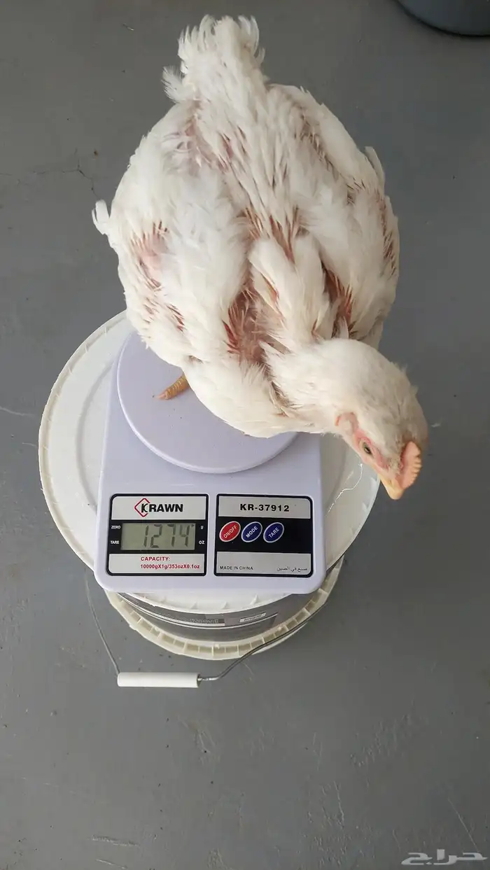 دجاج لاحم مشاريع 1