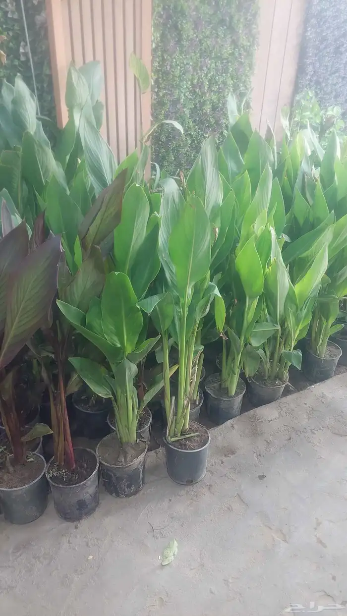 الشجار جهنميات. جميع الاشجار متوفره. 4