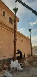 نخيل واشنطني زينه لبيع 6