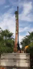 نخيل واشنطني زينه لبيع 2