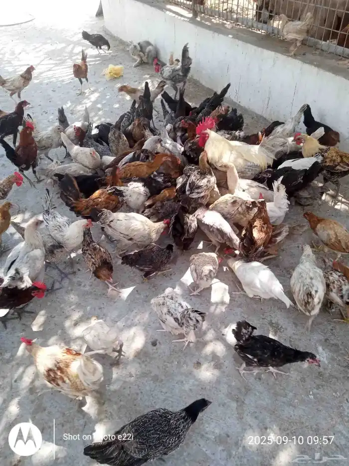 دجاج للبيع 4