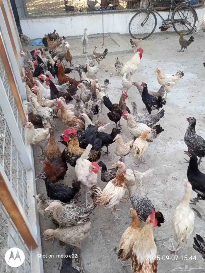 دجاج للبيع 5