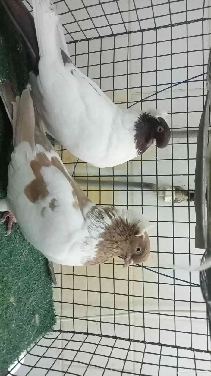 للبيع زوج سوداني 3