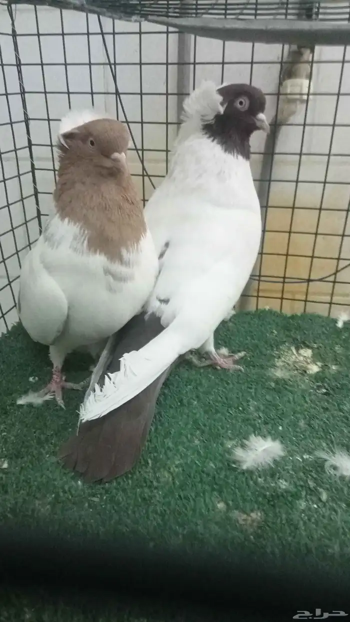 للبيع زوج سوداني 1