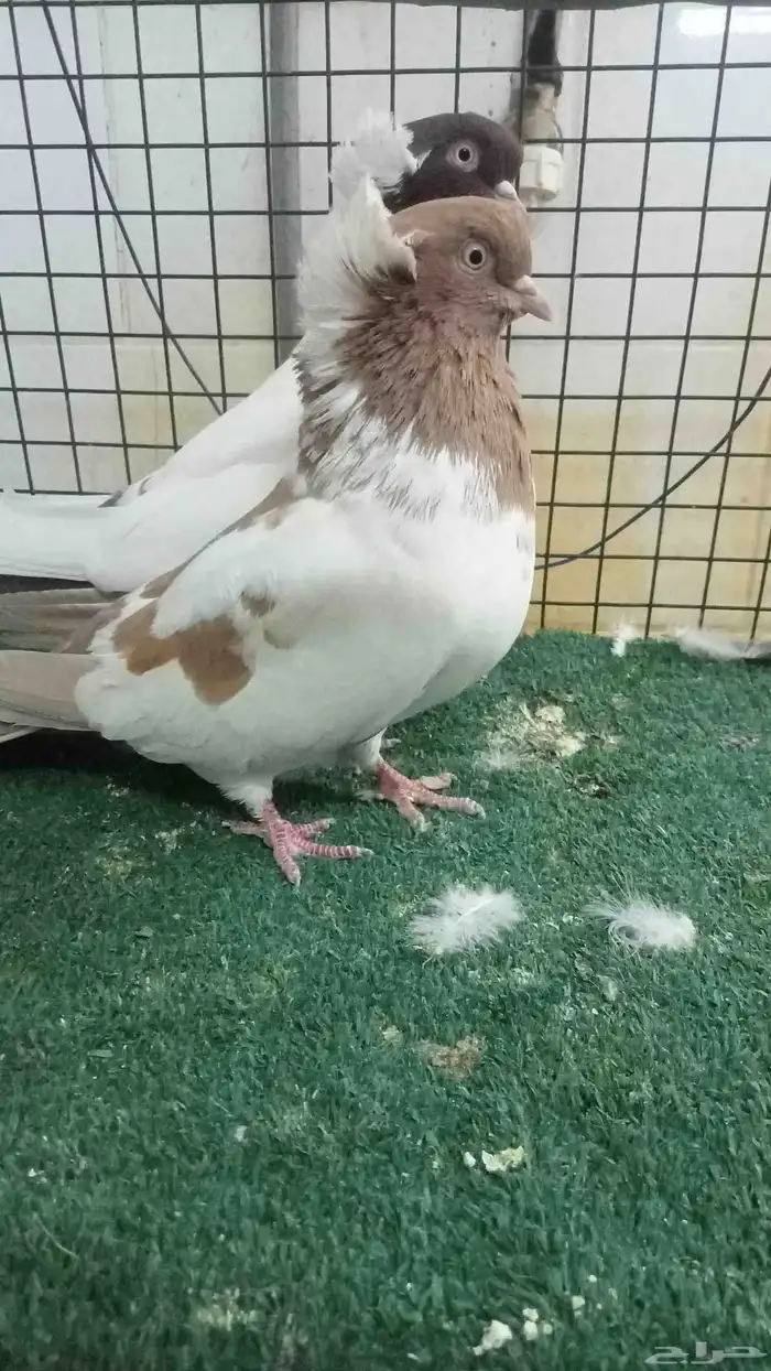 للبيع زوج سوداني 7