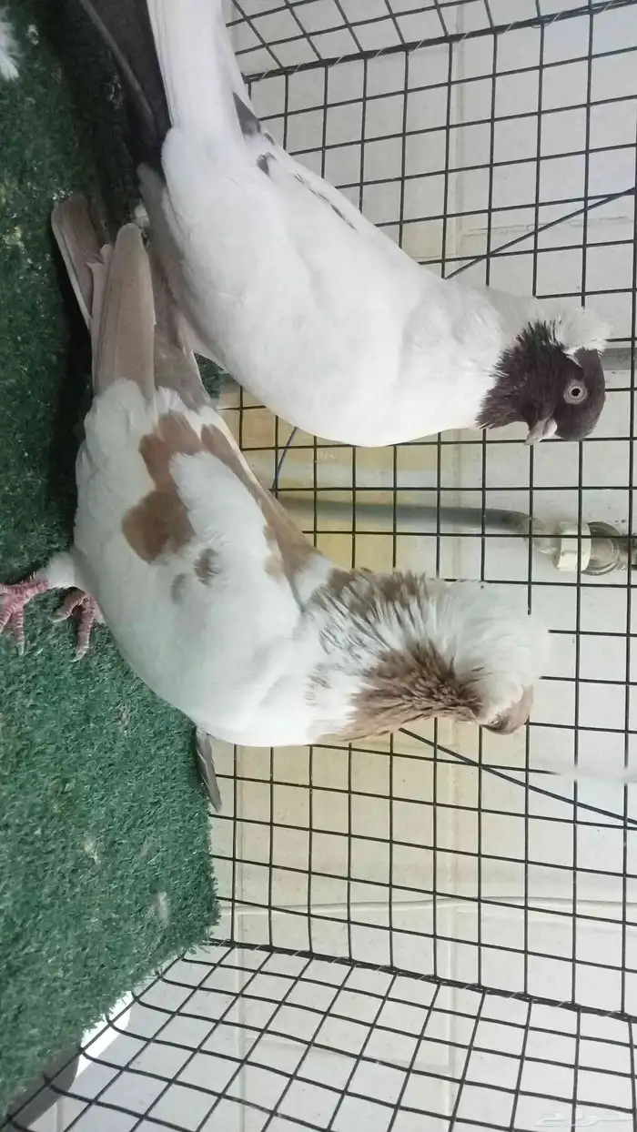 للبيع زوج سوداني 4