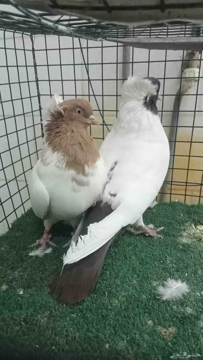 للبيع زوج سوداني 0