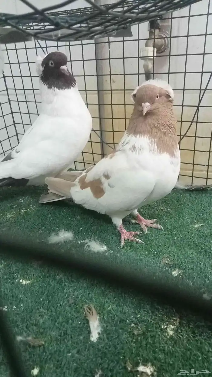 للبيع زوج سوداني 5