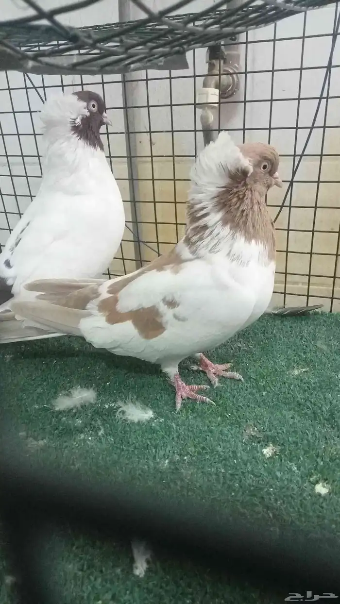 للبيع زوج سوداني 2