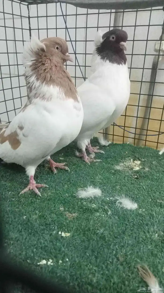 للبيع زوج سوداني 6