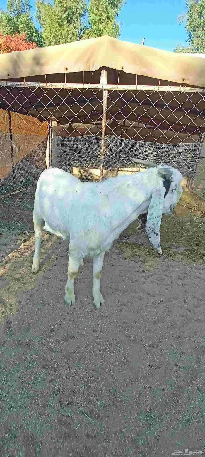 تيس دمشقي وجهة وعكفة أنف 1