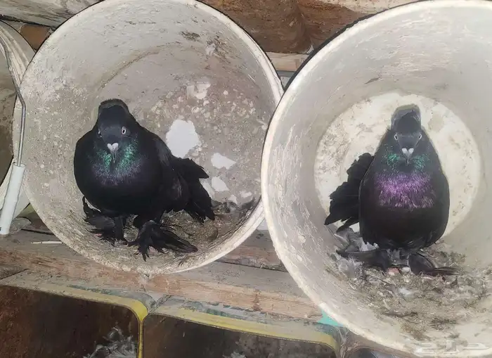 زوج حمام رقاصي اسود 2