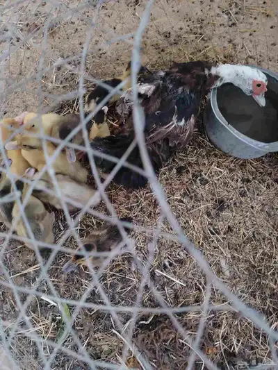 بطه مع فروخها index