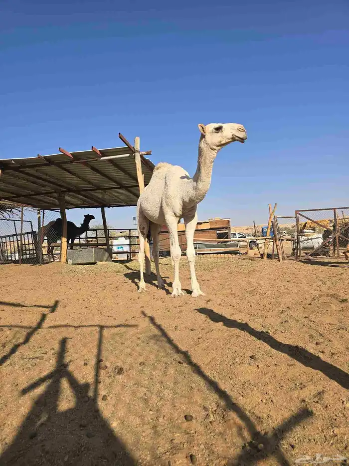 قعود مزيون اوضح ابو بعير ال ابو حيد المسلم برك 0