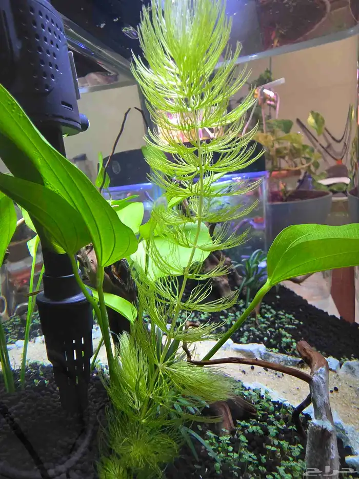 نبات زينه حوض السمك طبيعي ولا يحتاج الى تربة (ذيل الثعلب) 1