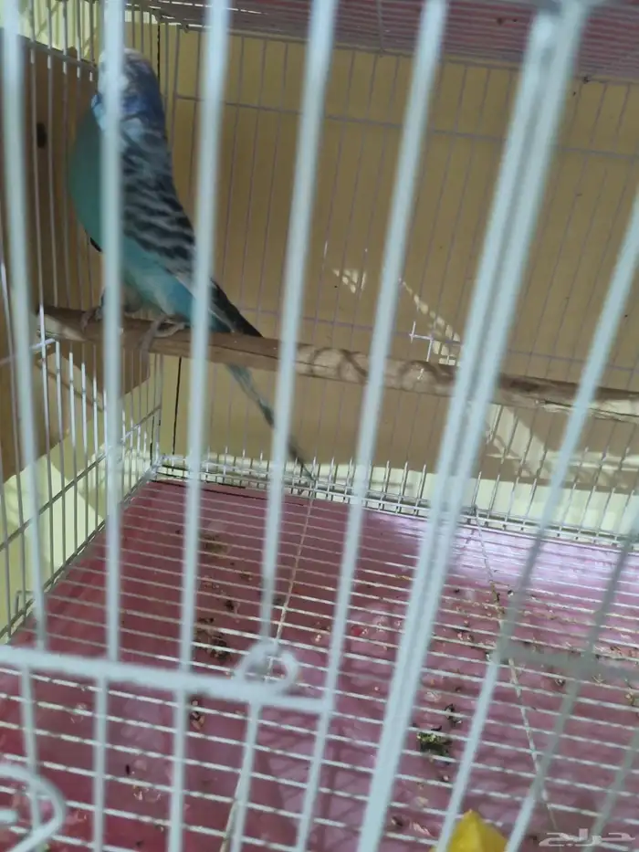 جوز بادجي انجليزي منتج 3