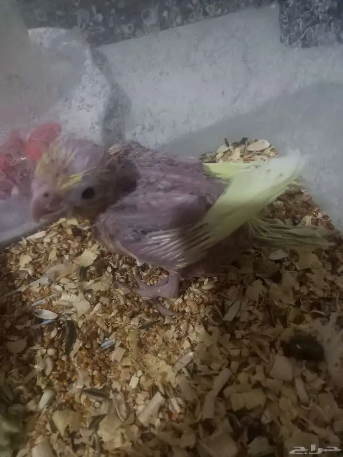 ثلاثة فروخ كروان..فخمة 8