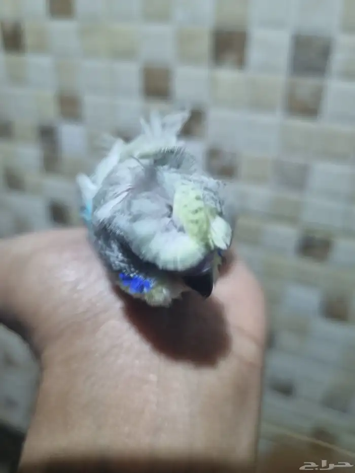 فرخ هوقو اليف 1