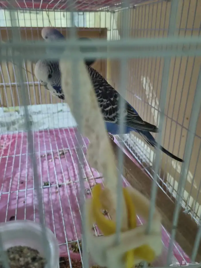 جوز بادجي انجليزي منتج 1