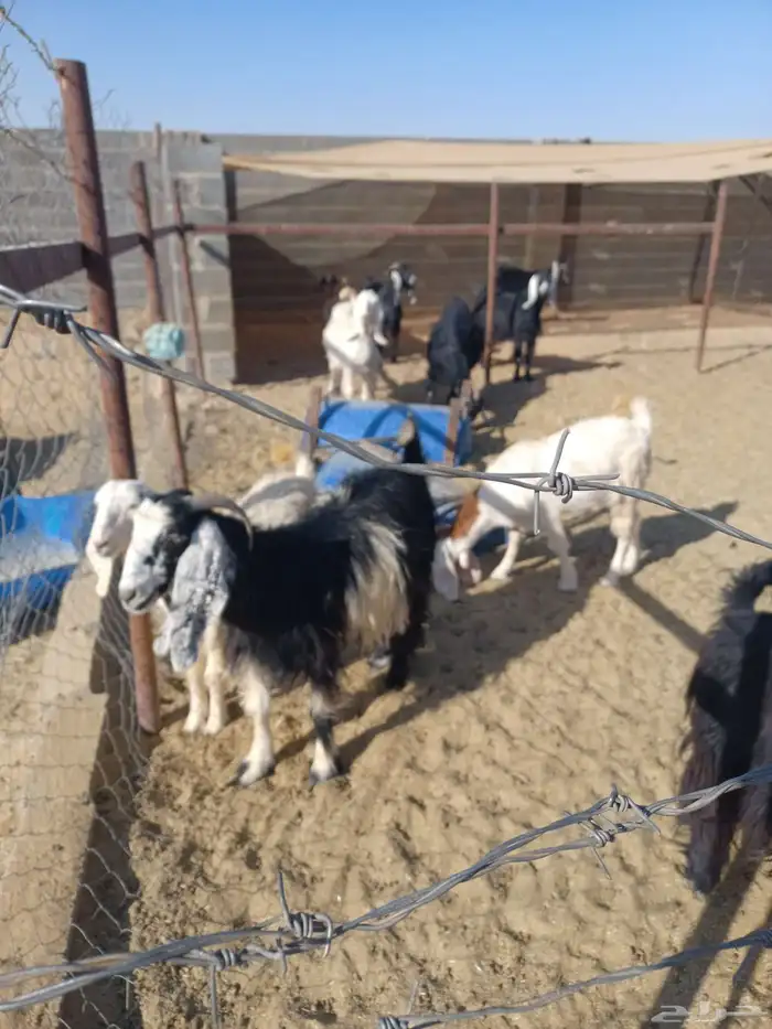 معزا طيبة للقناي 1