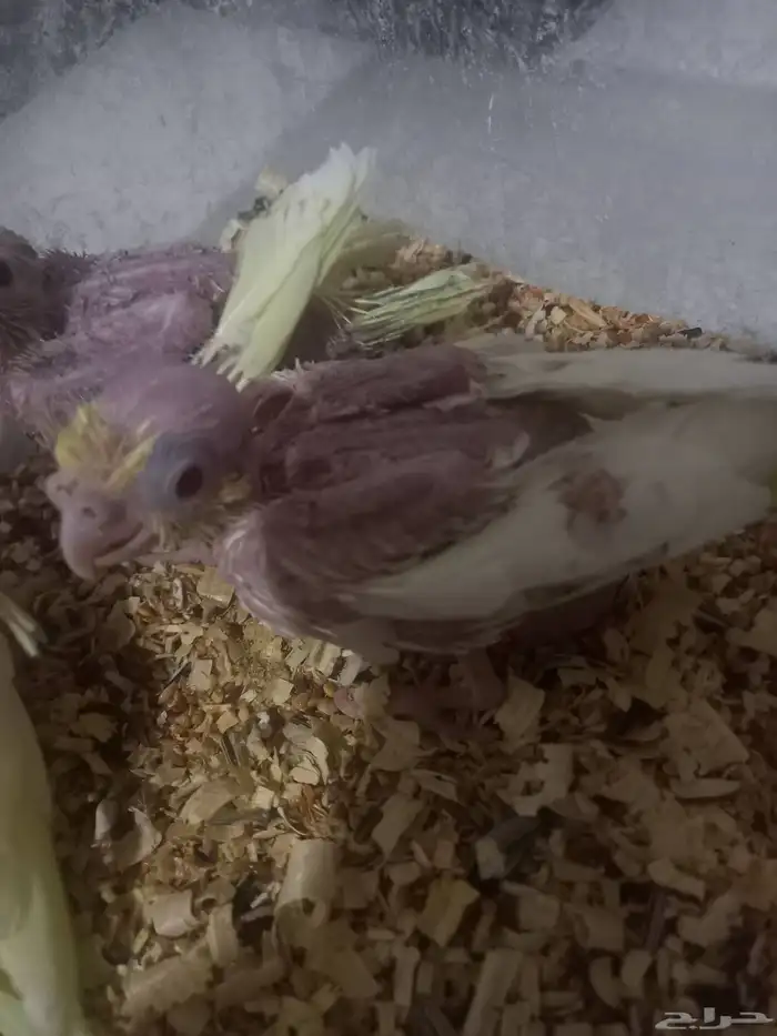 ثلاثة فروخ كروان..فخمة 9