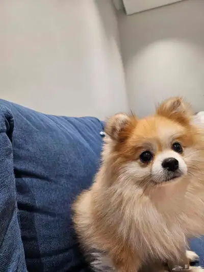 انثى كلب بوميرنيان index