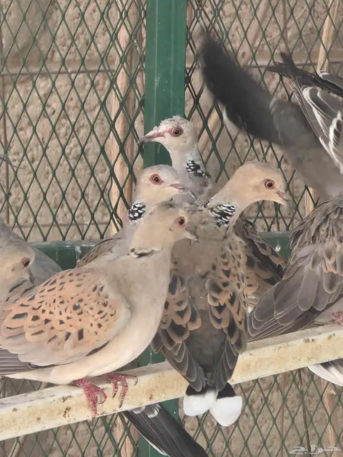 قميري للبيع 3