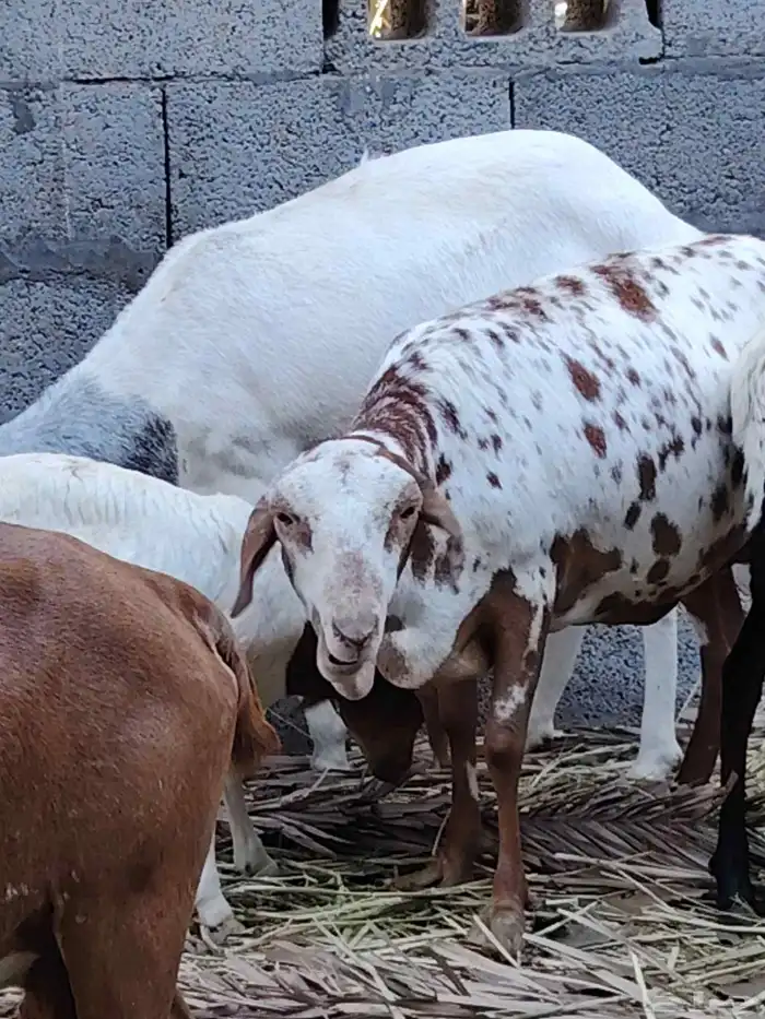 رخلة برابر للبيع 1