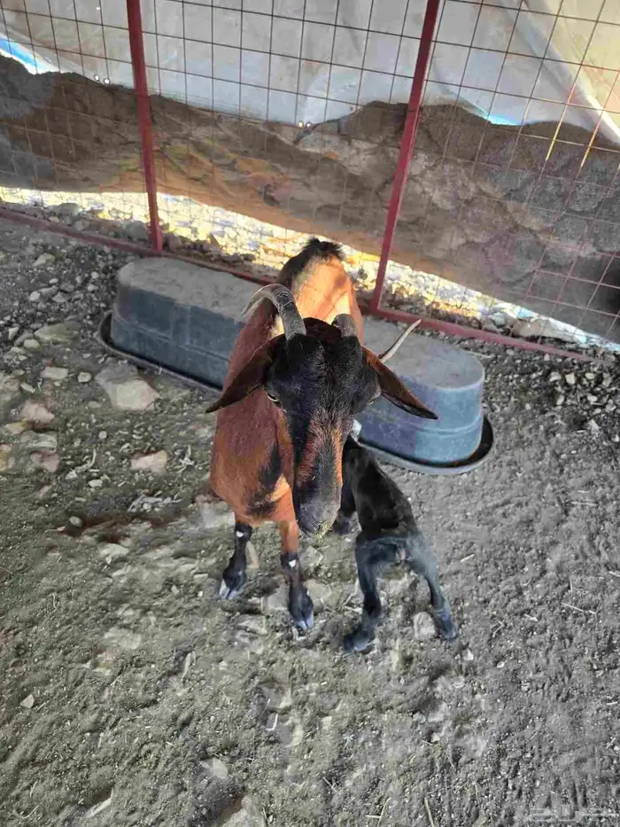 للبيع عنز محايليه دهما بولدها 1