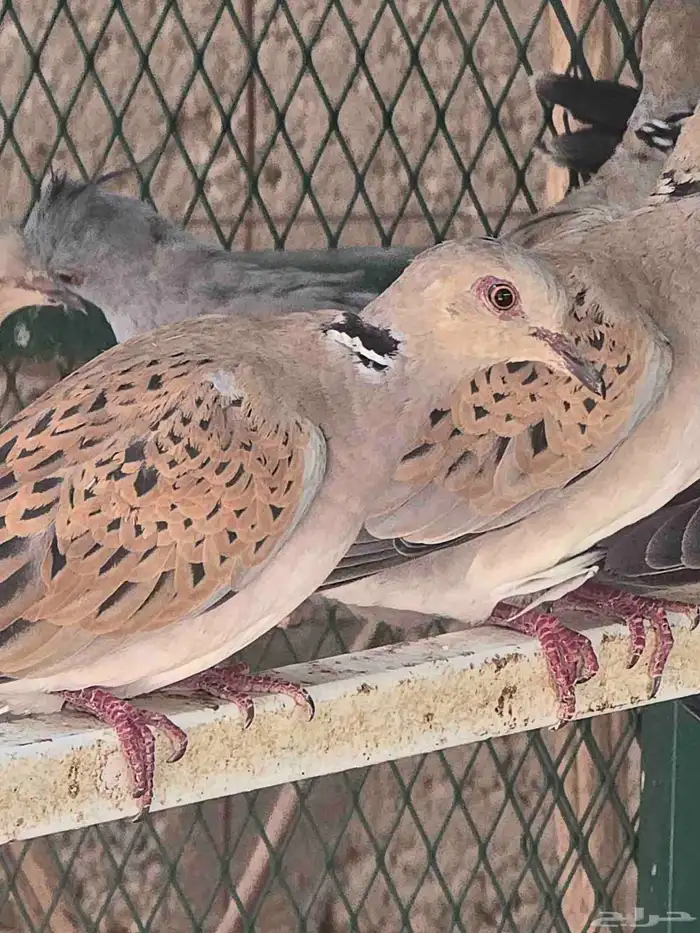 قميري للبيع 5