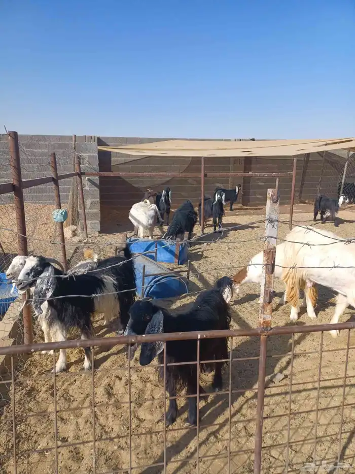 معزا طيبة للقناي 2