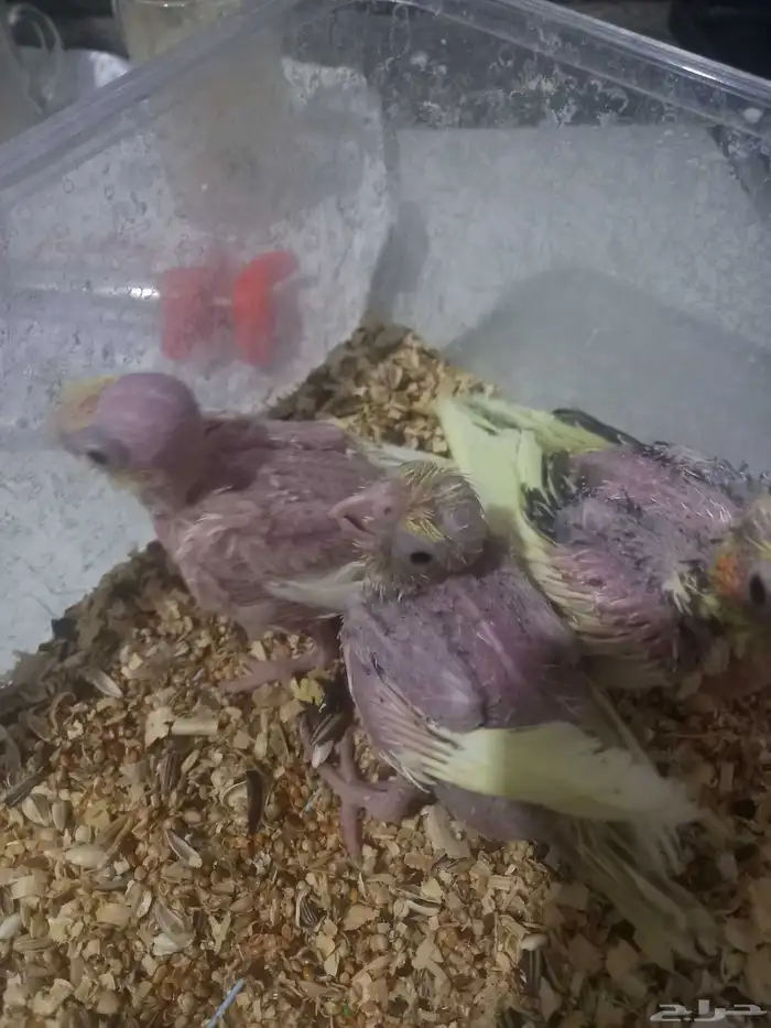 ثلاثة فروخ كروان..فخمة 5