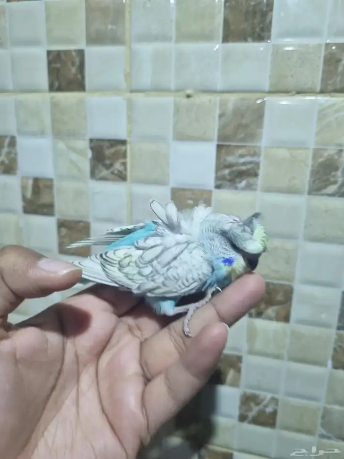 فرخ هوقو اليف 3